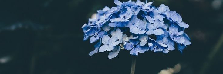 adrianna michelle banner