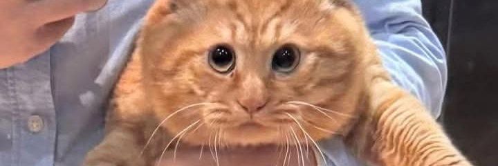 Ery San | Comms Closed ✨ banner