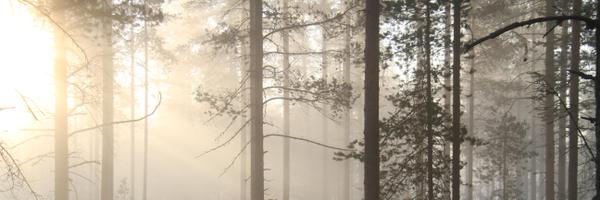 velipekka Profile Banner