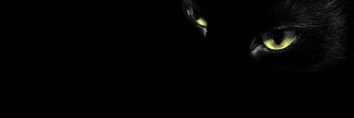 Eospoine's profile banner image