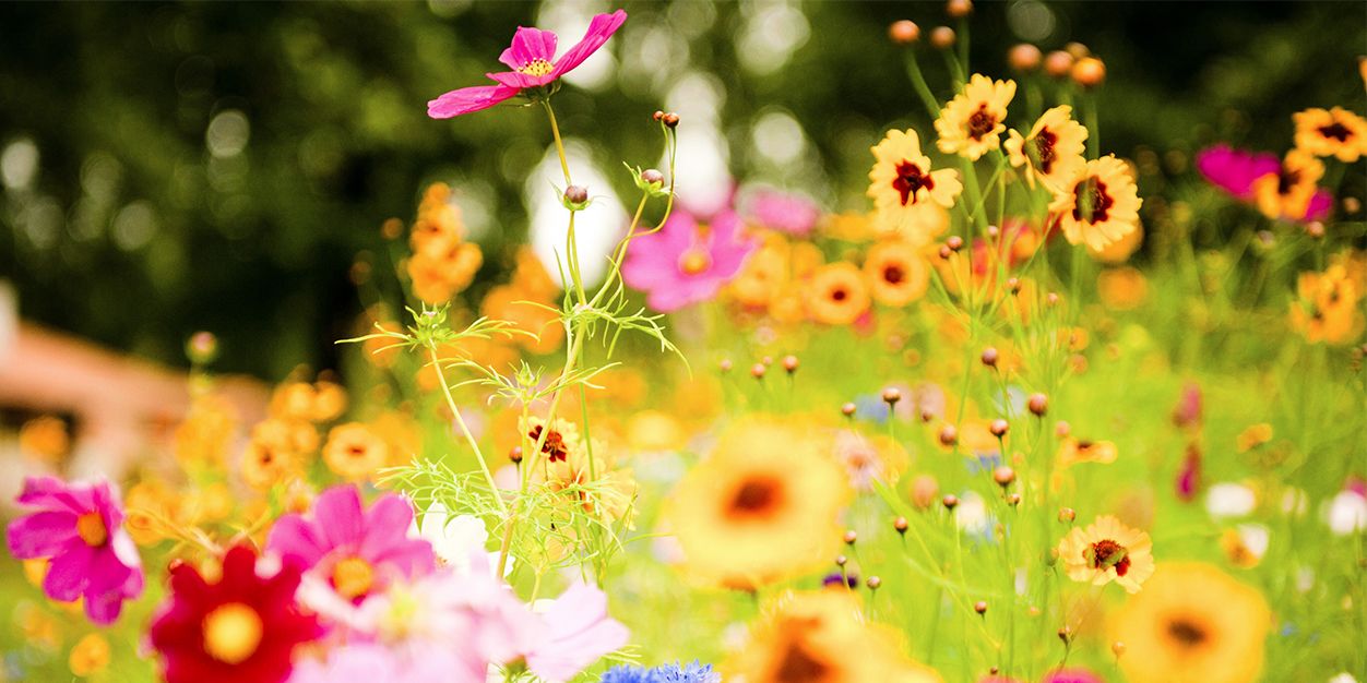 SaranAdalam's profile banner image