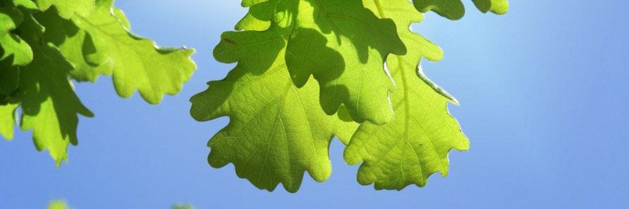 OakConsult's profile banner image