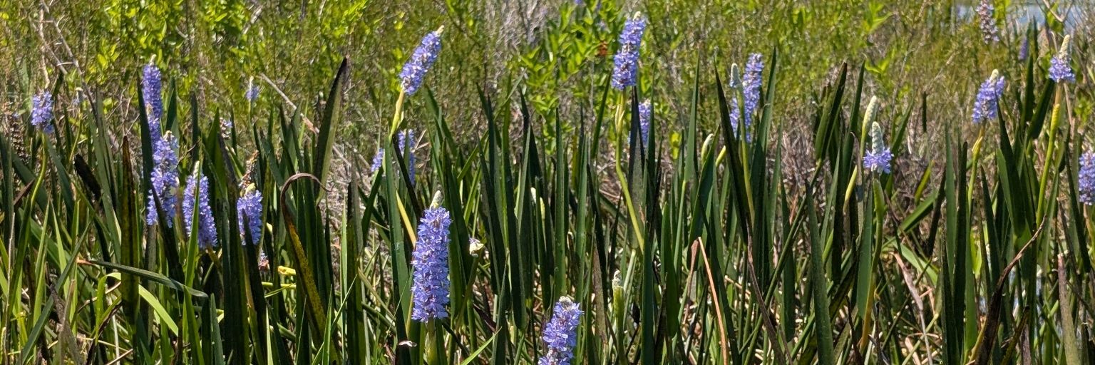 naturegirlfl's profile banner image