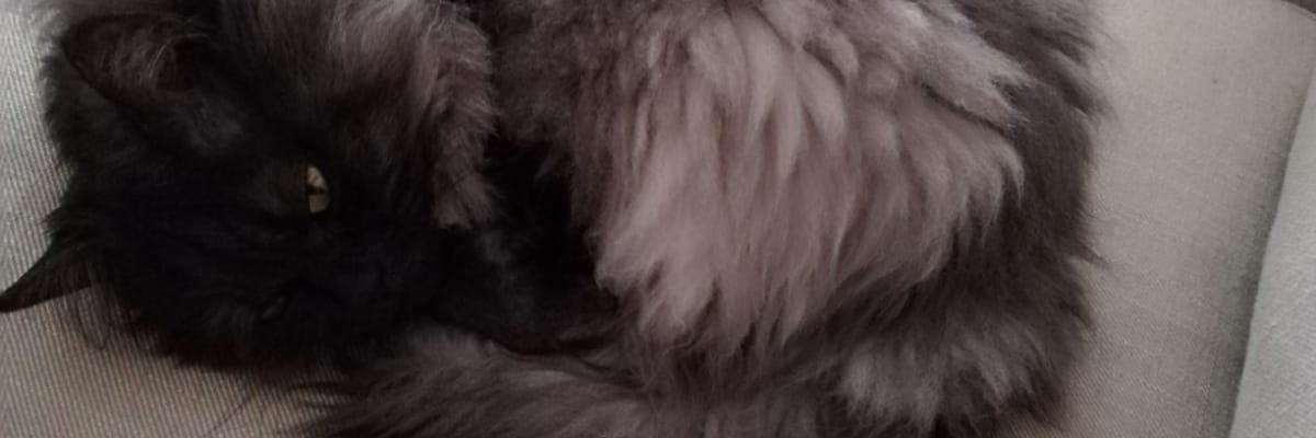 Mismiru's profile banner image