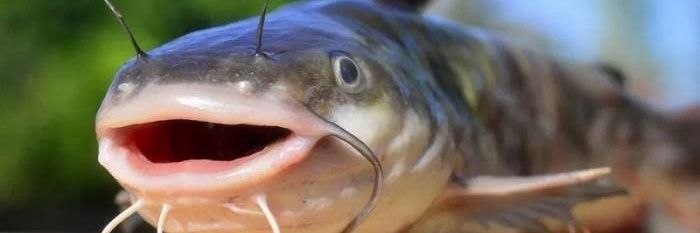 BANDAR LELE 🏴‍☠️ banner