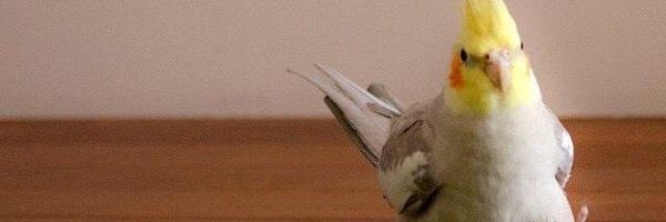 مامان جوجه🐥 ها banner