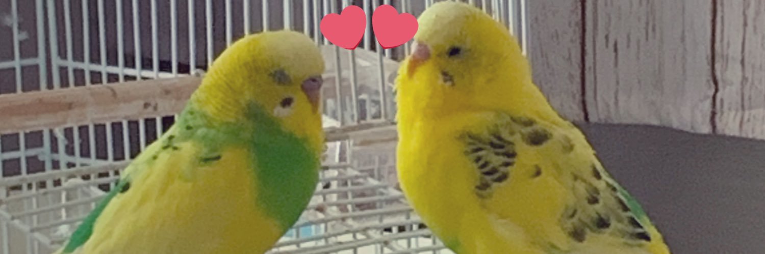 srafwa's profile banner image