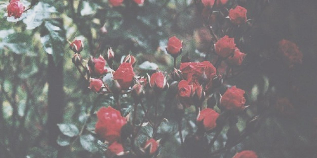 harryibgdr's profile banner image
