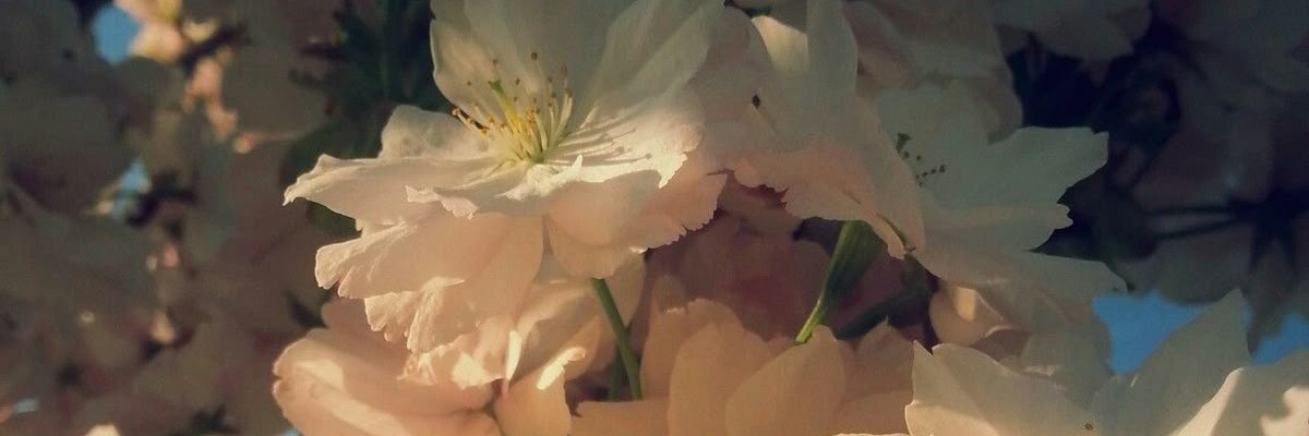 𝑽𝒂𝒍𝒆𝒓𝒊𝒂𝒏 🪶 banner