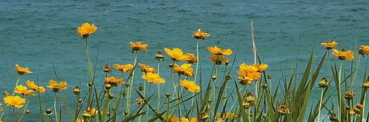 Polly🌻 banner