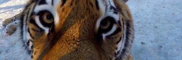Tiger foe (certified maomaocel) banner