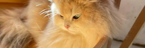 praewa15422 Profile Banner