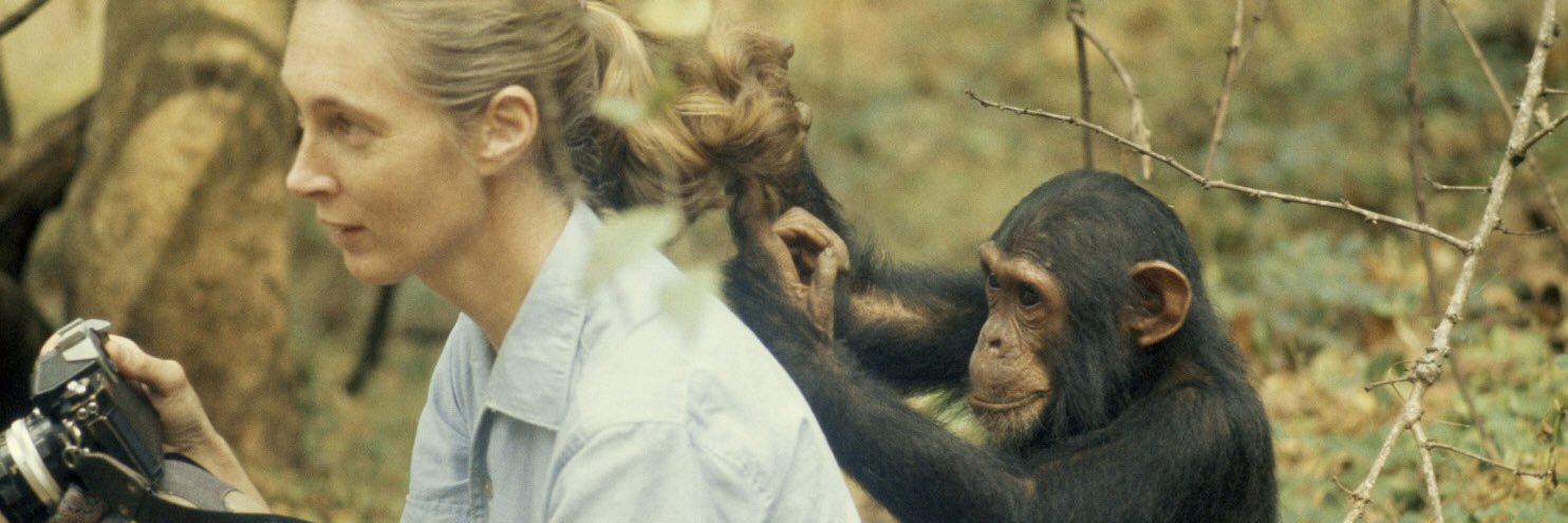 Fundación Jane Goodall Institute 🇨🇱 banner