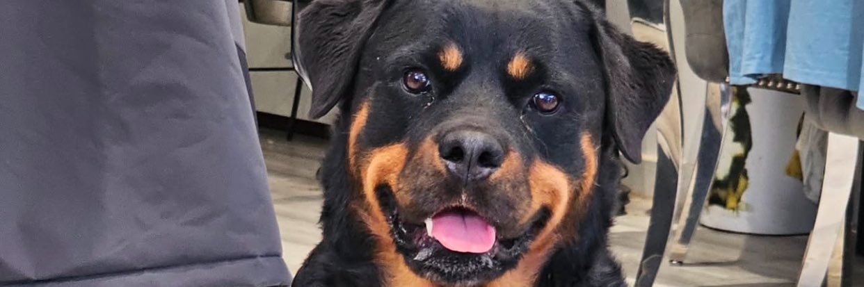 Laura Fernanda banner