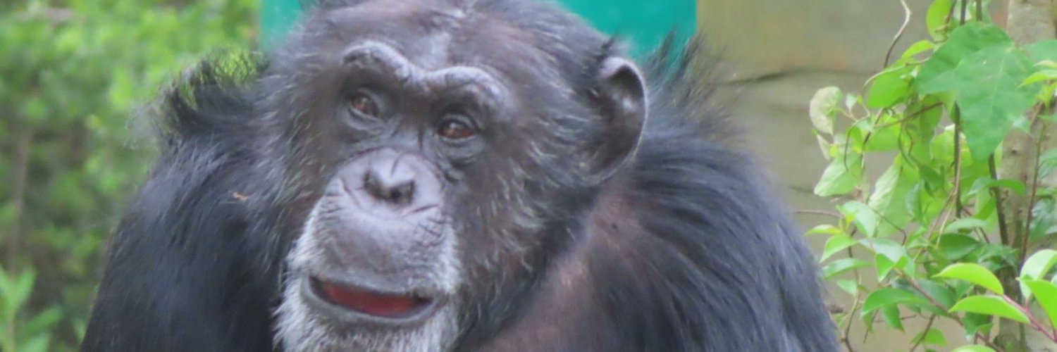 Old King Chimp's banner