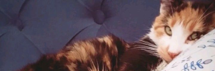 abrilsoria99's profile banner image