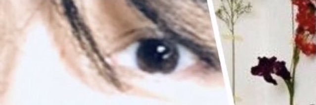 🍃🐤ヒヨコ豆🐤🍃避難用 banner