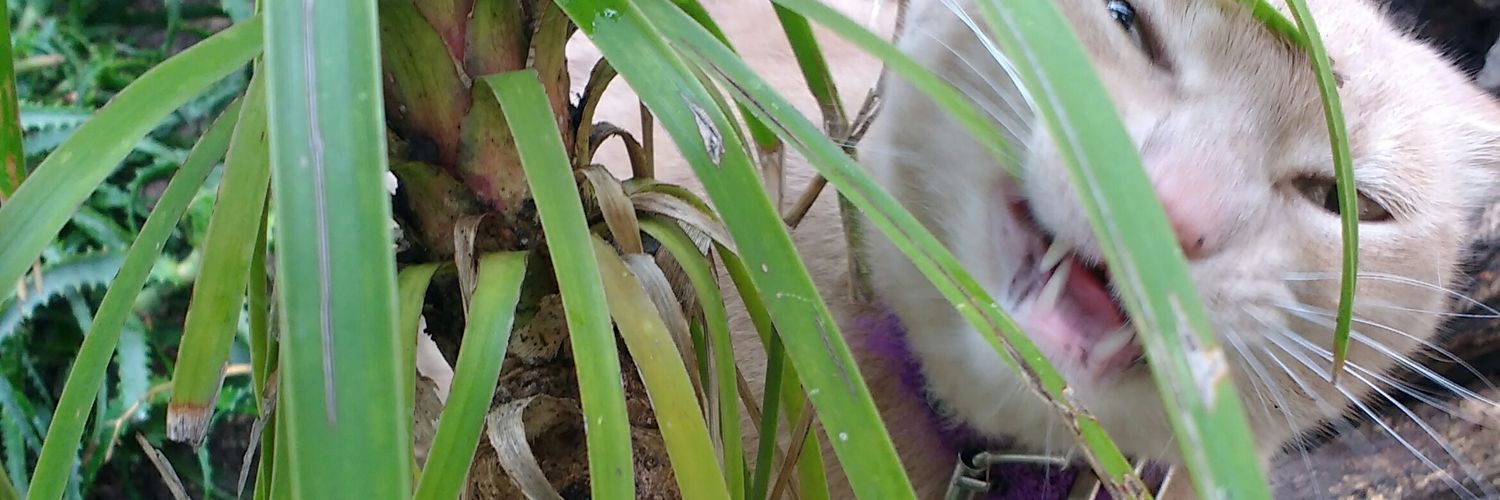 AnSoloAn's profile banner image