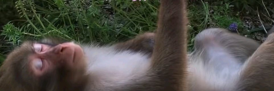 Lucas Fonseca banner