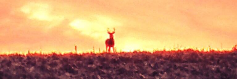 Austin Studer banner