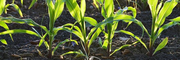 LocalHarvestorg Profile Banner