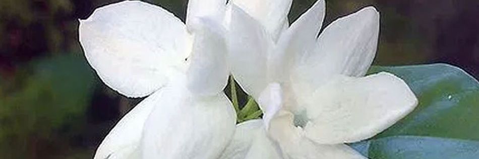 Ayefsha's profile banner image