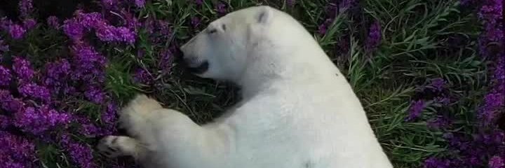 Icebear banner