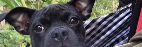 MrBuddwing65 Profile Banner