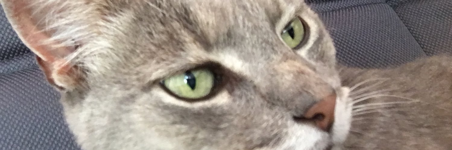 chiyanselva's profile banner image