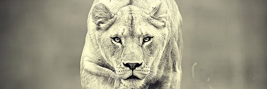 Fabio Baida banner