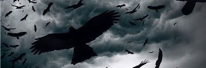 🐦‍⬛'s banner