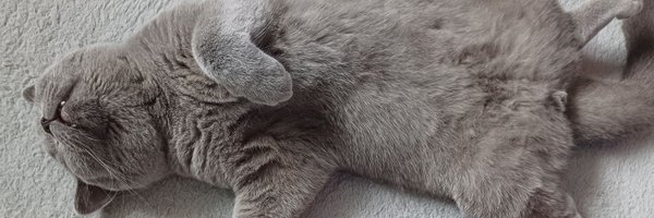 mijaroo23 Profile Banner
