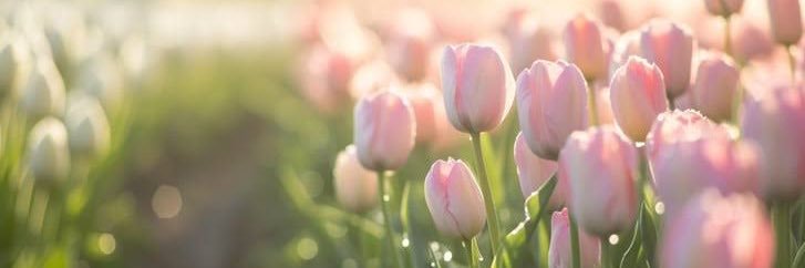 tulip_ banner