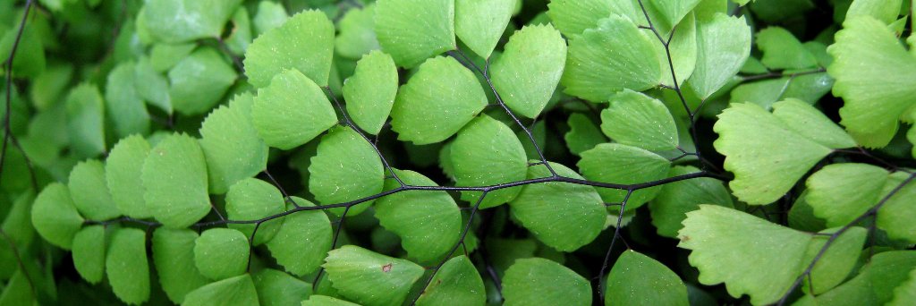 Lauren Plotnik banner