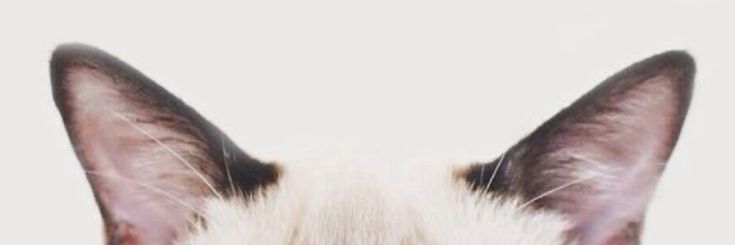fierqafl's profile banner image