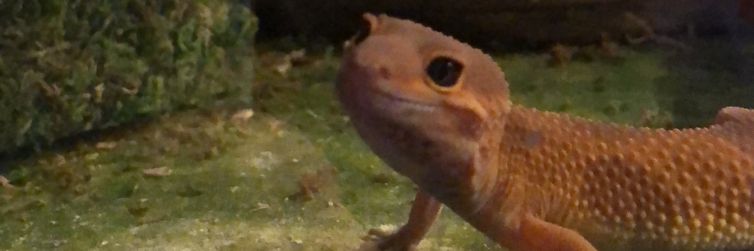 steehhh_'s profile banner image