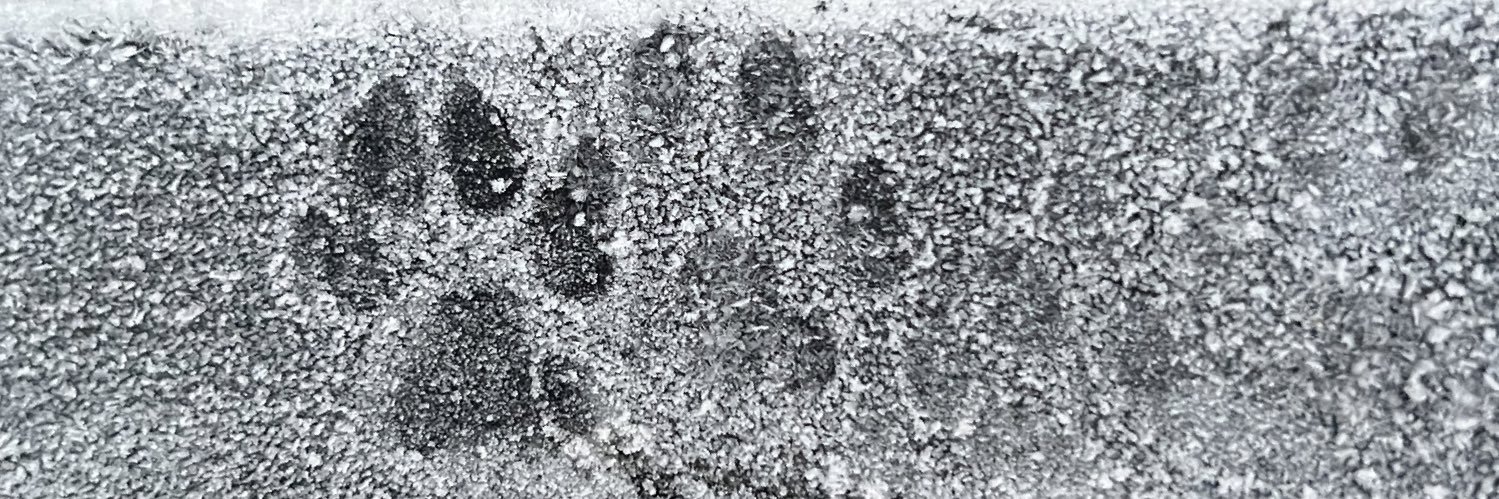 Davina_NH's profile banner image