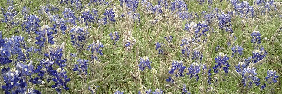 electsema4tx's profile banner image