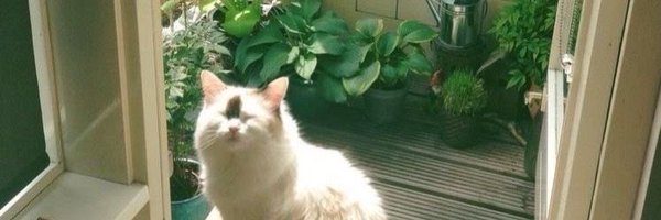 kiwifot Profile Banner