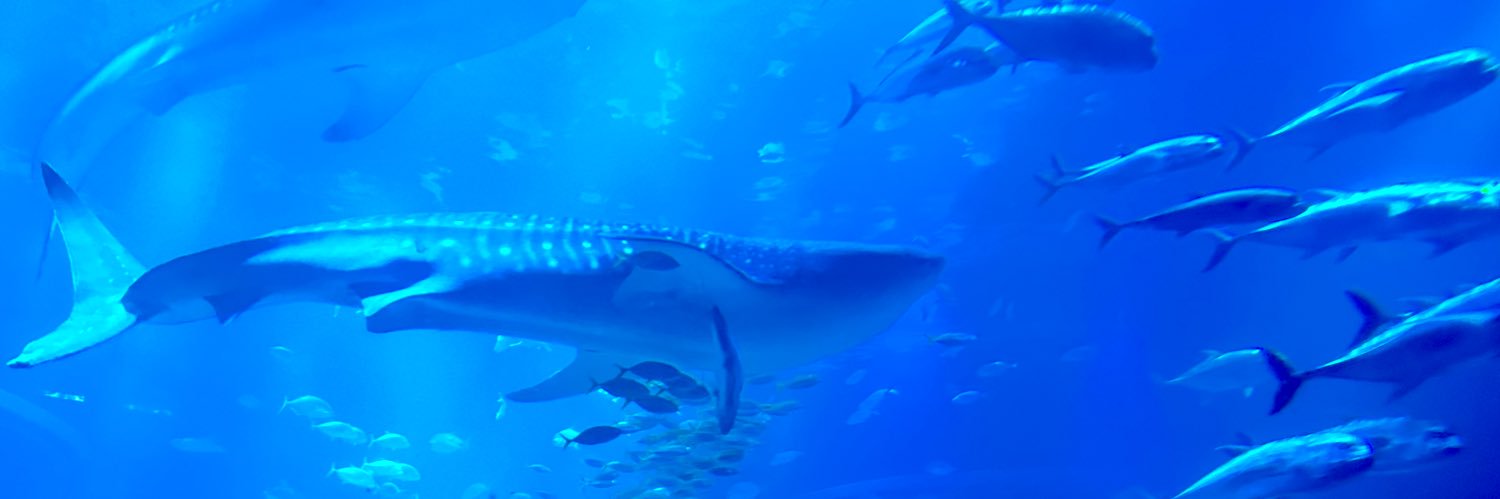 おるぱん｜misato_arai banner