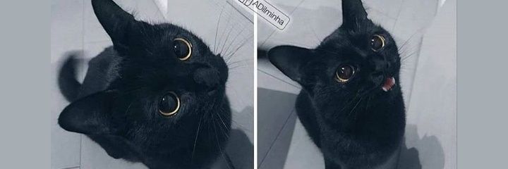 LilShinwoolover's profile banner image