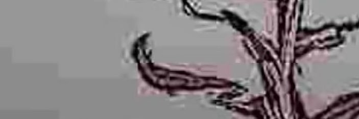 somnooo's profile banner image
