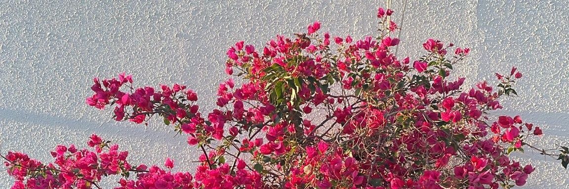 amonali845's profile banner image