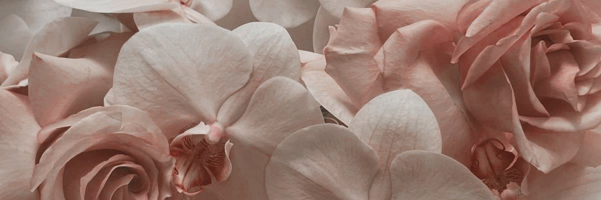 𝒮𝒾𝑒𝓃𝒶 𝒲𝒾𝓃𝓉𝒽𝓇𝑜𝓅 banner