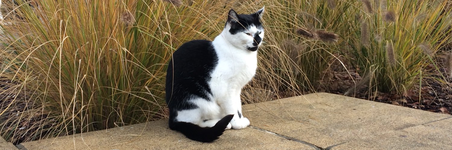 Campus Cat banner