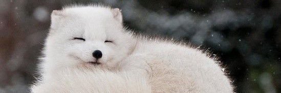 Lily__archive's profile banner image