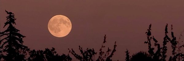 honeycrumbzs Profile Banner