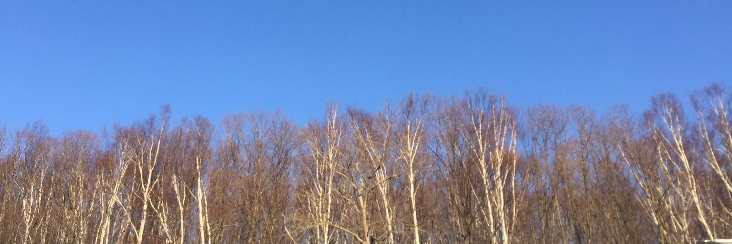 bsacsha's profile banner image