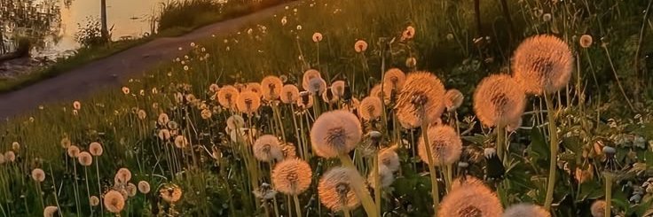 Lana Fidelia banner