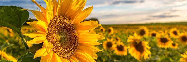 kattwanders Profile Banner